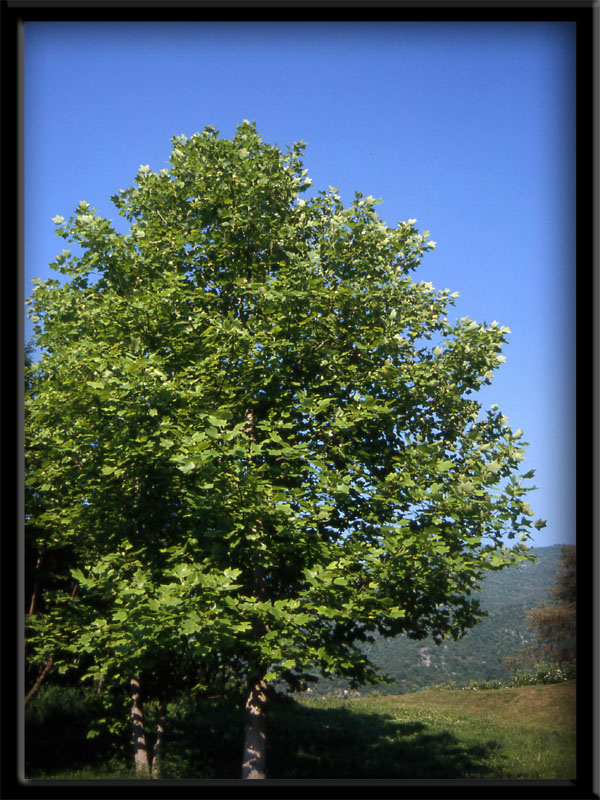 Liriodendron tulipifera L. - quiz -